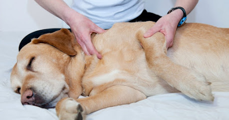 Etiopathe Canin Guidel, Aide À Domicile à Guidel
